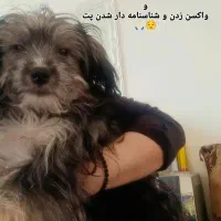 واگذاری رایگان