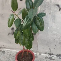 گل گوش فیلی