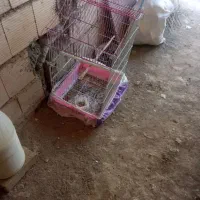 عروس هلندی گم شده