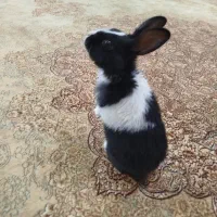 خرگوش کوچولو|موش و خرگوش|فولادشهر, فولادشهر|دیوار