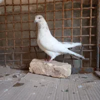 کفتر خالگرد|پرنده|شهرکرد, |دیوار