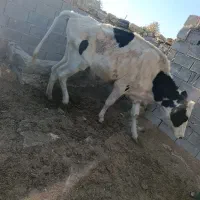 گاو شیری و ابستن|حیوانات مزرعه|ارژن, |دیوار