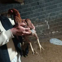 مرغ لاری|حیوانات مزرعه|سنندج, |دیوار