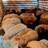 50٪تخفیف فقط تاآخرهفته/گوسفند ضمانتی*زنده/خونی|حیوانات مزرعه|مشهد, عبادی|دیوار