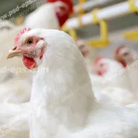 به یک همکار خانم جهت پاک کردن مرغ زنده نیازمندیم