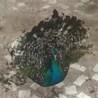 طاووس نر ۲ ساله