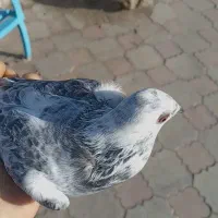 پرنده