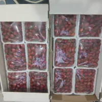 توت فرنگی مصرف خانگی عمده|خوردنی و آشامیدنی|اهواز, کیان اباد|دیوار