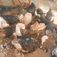 گوشت مرغ هورمونی یا بوقلمون تازه و سالم