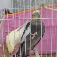 عروس هلندی