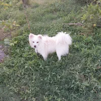 قیمت توافقی