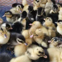 جوجه اردک  محلی  و جوجه مرغ|حیوانات مزرعه|رشت, باهنر|دیوار