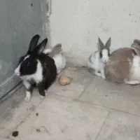 خرگوش لپ|موش و خرگوش|رباطکریم, رباطکریم|دیوار