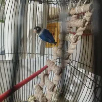 گتوله بریزیلی