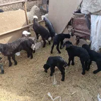 میش افشاری با بره