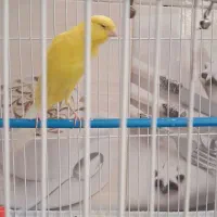 سلام.قناری رسمی کشید ماده سالم مست و سرحال..