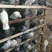 کبوتر پرشی عروس هلندی|پرنده|محمدشهر, محمدشهر|دیوار