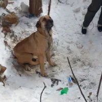 سگ عراقی|سگ|میانه, |دیوار