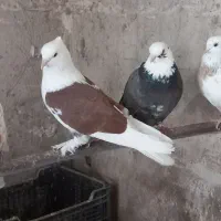 کبوتر