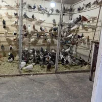 کفتر|پرنده|سلفچگان, |دیوار