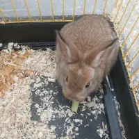 خرگوش فروشی یامعاوضه