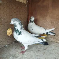 کفتر کله دم سبز