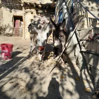 اولاغ ماده جوان با کره|حیوانات مزرعه|طارم, |دیوار