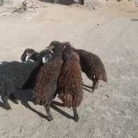 چهار بره نر و یک بره ماده