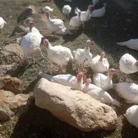 پروتئین سالم  هشترخان|خوردنی و آشامیدنی|سرعین, |دیوار