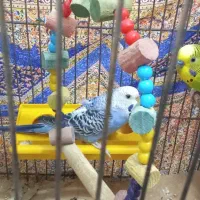 مرغ عشق دو جفت|پرنده|چاراویماق, |دیوار