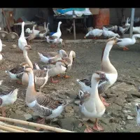 قوغاز۲ساله|حیوانات مزرعه|ساری, |دیوار