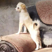 سگ پاپی بسیار زیبا