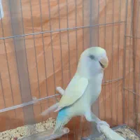 طوطی برزیلی رنگ خاص