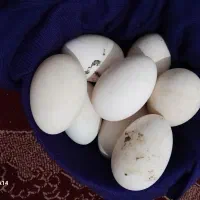 تخم قوغاز نطفه دار