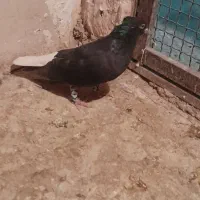 یدونه زاغ دم سفید نر مست پرشی ضربه وهم جفتگاه|پرنده|پاکدشت, پاکدشت (مامازند)|دیوار