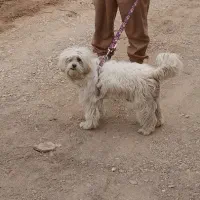 پاپی|سگ|ساوه, |دیوار