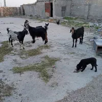 فروش خورموج