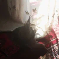 نر ماده عروس درجه ۱ قیمت جفت زدم تخفیف دارم|پرنده|فردوسیه, |دیوار