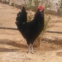 مرغ و خروس گلین و محلی بوقلمون خروس محلی و نیمچه