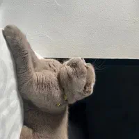 اسکاتیش فواد پسر