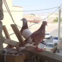کفتر فروشی
