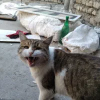 گربه ملوس|گربه|زنجان, |دیوار