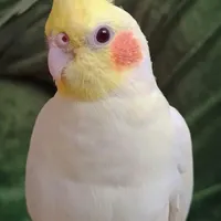 گمشده