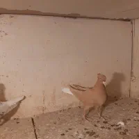 کبوتر رنگی|پرنده|تهران, شارق|دیوار