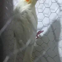 عروس هلندی|پرنده|رشت, حمیدیان|دیوار