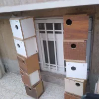 لانه گرینچیک طوطی عروس لانه ال کاسکو کاکادو