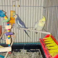 عروس هلندی بالغ نرو ماده دستی