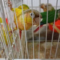 طوطی گرینچیک و ردچیک و یلوساید