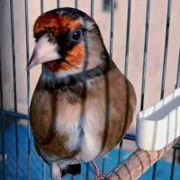 سهره متولد قفس حلقه پا لچک واکسی نشوندار