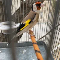 سهره رسمی و کرمانی